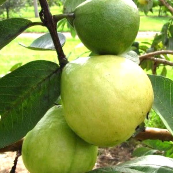 Jambu biji