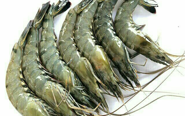 Udang 